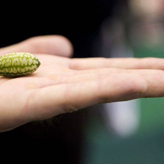 micropenice کوچکی آلت