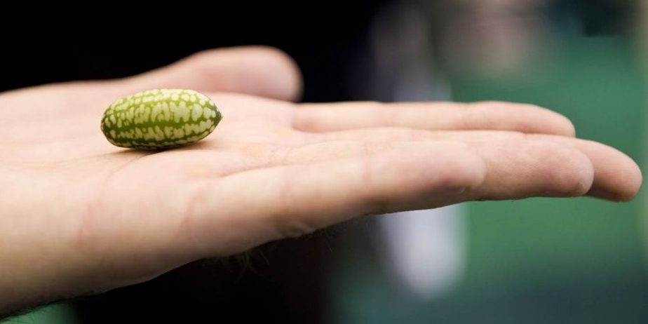 micropenice کوچکی آلت